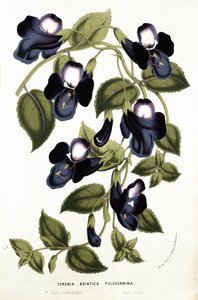 Torenia Asiatica pulcherrima ، من "Horto Van Houtteano" بواسطة Louis van Houtte (1810-76) c.1860 (chromolitho)