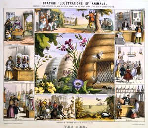 النحلة ، c1850