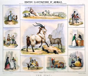 الماعز ، c1850