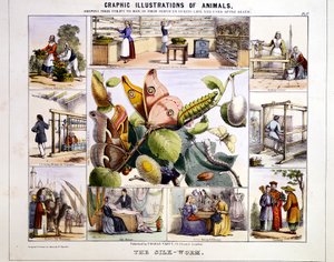 دودة الحرير ، c1850