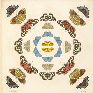 التفاصيل من اللوحة الثالثة ، من تصوير نادر للفراشات والعث ، حانة. 1764 (نقش يدوي) بواسطة بنيامين ويلكس