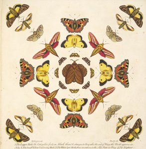 التفاصيل من اللوحة التاسعة ، من تصوير نادر للفراشات والعث ، حانة. 1764 (نقش ملون يدوي) بواسطة بنيامين ويلكس