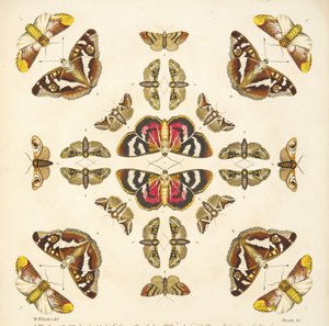 التفاصيل من اللوحة السادسة ، من تصوير نادر للفراشات والعث ، حانة. 1764 (نقش يدوي) بواسطة بنيامين ويلكس