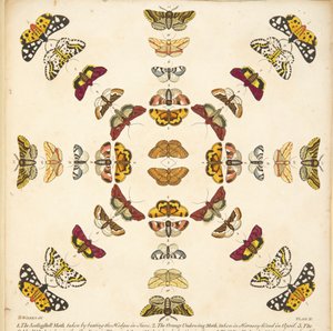 Detail from Plate XI, from A Rare Depiction of Butterflies and Moths, pub. 1764 (hand coloured engraving) بواسطة بنيامين ويلكس