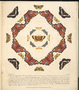 اللوحة الأولى ، من تصوير نادر للفراشات والعث ، حانة. 1764 (نقش يدوي) بواسطة بنيامين ويلكس