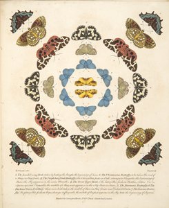 اللوحة الثالثة ، من تصوير نادر للفراشات والعث ، حانة. 1764 (نقش يدوي) بواسطة بنيامين ويلكس