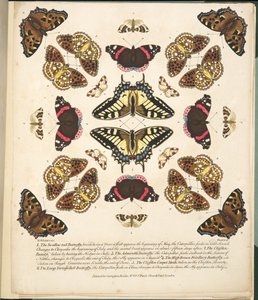 اللوحة الثانية ، من تصوير نادر للفراشات والعث ، حانة. 1764 (نقش يدوي) بواسطة بنيامين ويلكس