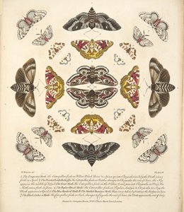 اللوحة الرابعة ، من تصوير نادر للفراشات والعث ، حانة. 1764 (نقش يدوي) بواسطة بنيامين ويلكس
