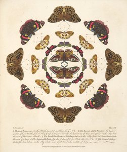 اللوحة السابعة ، من تصوير نادر للفراشات والعث ، حانة. 1764 (نقش يدوي) بواسطة بنيامين ويلكس