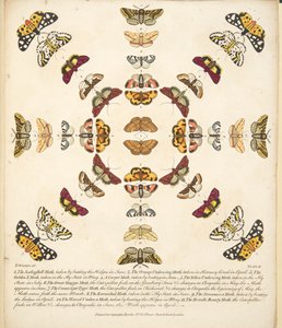 اللوحة الحادية عشرة ، من تصوير نادر للفراشات والعث ، حانة. 1764 (نقش يدوي) بواسطة بنيامين ويلكس