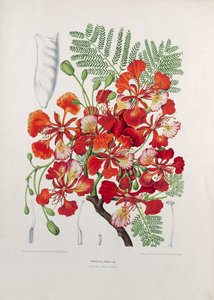 Poinciana Regia ، رسم توضيحي من الزهور المختارة ، والفواكه وأوراق الشجر للنباتات والبومونا في جزيرة جافا ، محفورة بقلم G. Severeyns ، 1885 (الطباعة الملونة بالحبر)