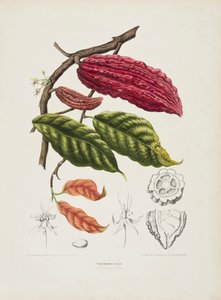 ثيوبروما ، شجرة الكاكاو ، 1840-1890. بواسطة Berthe Hoola van Nooten