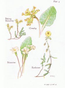 العض Stonecrop أو Wall Pepper ، Cowslip ، Rockrose ، Primrose ، 1951