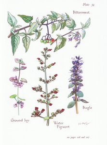 حلو ومر ، اللبلاب الأرضي ، البوق ، Water Figwort ، 1951