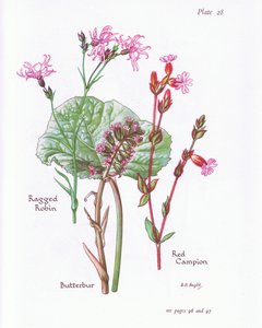 Butterbur ، Ragged Robin ، Red Campion ، 1951 بواسطة Bessie D. Inglis