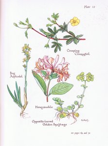 Creeping Cinquefoil، Bog Asphodel، Honeysuckle or Woodbine، Opposite -Leaved Golden Saxifrage، 1951