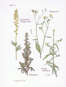 قطع صغيرة من ليف مقطوع ، Mugwort ، Nipplewort ، Hedge Mustard ، 1951