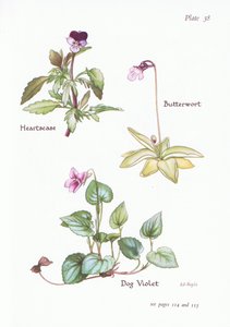 Heartsease ، Dog Violet ، Butterwort ، 1951 بواسطة Bessie D. Inglis