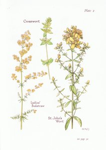 السيدات Bedstraw ، Crosswort ، سانت جونز ورت ، 1951