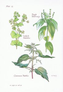 Ladys Mantle ، Dogs Mercury ، Common Nettle ، 1951 بواسطة Bessie D. Inglis