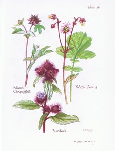 Marsh Cinquefoil ، Burdock ، Water Avens ، 1951