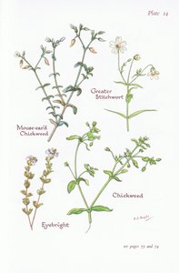 Chickweed ذو أذنين فأر ، Stitchwort الأكبر ، Chickweed ، Eyebright ، 1951
