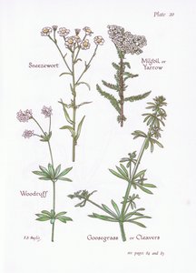 Sneezewort، Milfoil or Yarrow، Woodruff، Goosegrass or Cleavers، 1951