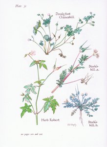 Storks Bill ، Doves Foot ، Cranesbill ، Herb Robert ، 1951