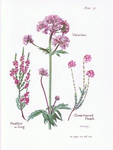 فاليريان ، هيذر أو لينغ ، Cross Leaved Heath ، 1951
