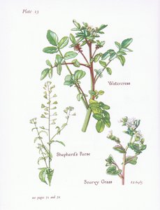 الجرجير ، محفظة الرعاة ، Scurvy Grass ، 1951