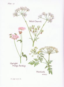 Wild Chevril ، Hemlock ، Upright Hedge Parsley ، 1951 بواسطة Bessie D. Inglis