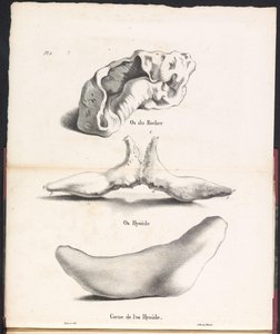 ثلاثة أجزاء من العظم اللامي للحوت ، 1827 Os du Rocher / Os Hyoïd / Corne de l'os Hyoïd (العنوان على الجسم) بواسطة جان بابتيست أمبرواز مارسيلين جوبارد