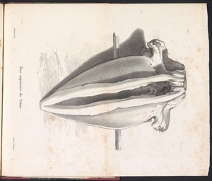 جمجمة الحوت ، 1827 وجه supérieure du Crane (العنوان على الكائن) بواسطة جان بابتيست أمبرواز مارسيلين جوبارد