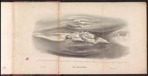 الأعضاء التناسلية الأنثوية للحوت ، 1827 Vue de la Vulve (العنوان على الكائن) بواسطة جان بابتيست أمبرواز مارسيلين جوبارد