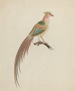 الدراج الذهبي (Chrysolophus pictus) بواسطة القرن الثامن عشر البريطاني