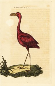فلامنغو أمريكي ، Phoenicopterus ruber بواسطة المدرسة البريطانية