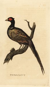الدراج الشائع ، Phasianus colchicus بواسطة المدرسة البريطانية