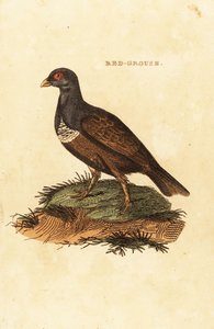 طيهوج أحمر ، Lagopus lagopus scotica بواسطة المدرسة البريطانية