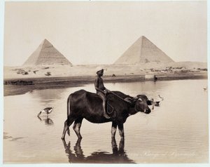 طفل وثور في مسطح مائي عند سفح أهرامات خفرع (خفرع) وخوفو (خوفو ، خوفو ، خوفو ، خوفو) ، الجيزة (بالجيزة ، الجيزة) - صورة لأخوة الزنجالي ، أواخر القرن التاسع عشر عقد