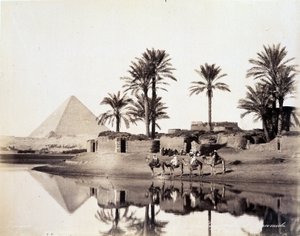 جمال تشرب عند سفح أهرامات مصر - تصوير الأخوين الزنغالي ، أواخر القرن التاسع عشر