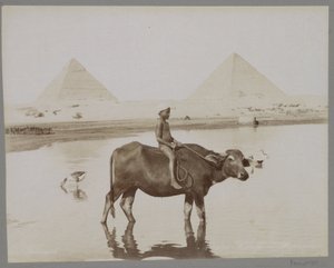 صبي على جاموس مع وجود هرمين في مصر في الخلفية Beufe et Pyramides (العنوان على الكائن) بواسطة C. and G. Zangaki