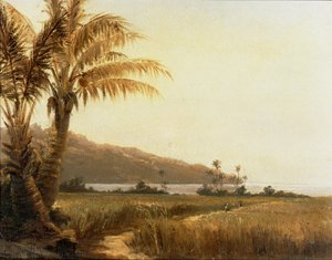 أشجار جوز الهند بجانب البحر، سانت توماس، جزر الأنتيل ... (لوحة على قماش) بواسطة كميل بيسارو