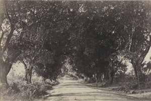 شارع أشجار بنيان ، سيرينجهام ، الهند ، 1858.