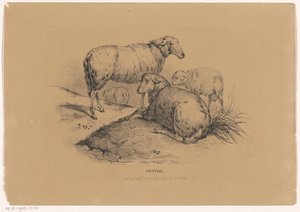 أربعة أغنام Pictura (عنوان السلسلة على الكائن) بواسطة كاريل كريستيان أنطوني آخر