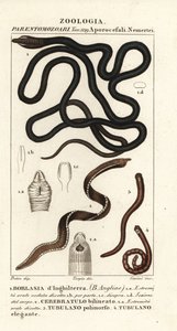 دودة Bootlace ، Lineus longissimus 1 ، Borlasia Angliae 1 ، دودة خرطوم ، Cerebratulus bilineatus 2 ، Cerebratulus bilineatus 2 ، دودة الشريط ، Tubulanus polimorphus 3 ، Tubulanus elegans 4 بواسطة كاريني كاريني