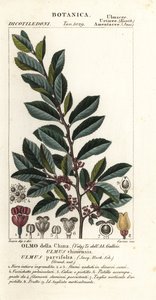 الدردار الصيني أو الدردار اللاسبارك ، Ulmus parvifolia ، Ulmus chinensis ، Olmo della China بواسطة كاريني كاريني