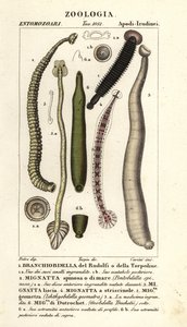 علقة الأسماك وعلقات المياه العذبة: Branchiobdellida 1، Pontobdella spinosa 2، Whitmania laevis 3، Hirudo vittata 4، Piscicola Geometra 5، Ichthyobdella Geometra 5، Geobdella trochetii 6 بواسطة كاريني كاريني