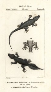 أبو بريص المنزل ، Hemidactylus frenatus 1 ، أبو بريص عريض الذيل ، Phyllurus platurus 2 بواسطة كاريني كاريني