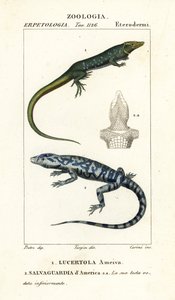 عداء الغابة ، Ameiva ameiva ، ، Lucertola ameiva 1 و Golden tegu ، Tupinambis teguixin ، Safeguard of America بواسطة كاريني كاريني