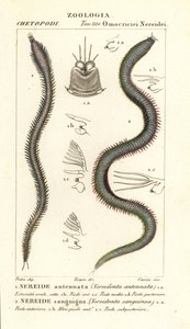 Leodice antennata و Nereidonta antennata 1 و Eunice sanguinea و Nereidonta sanguinea 2 بواسطة كاريني كاريني